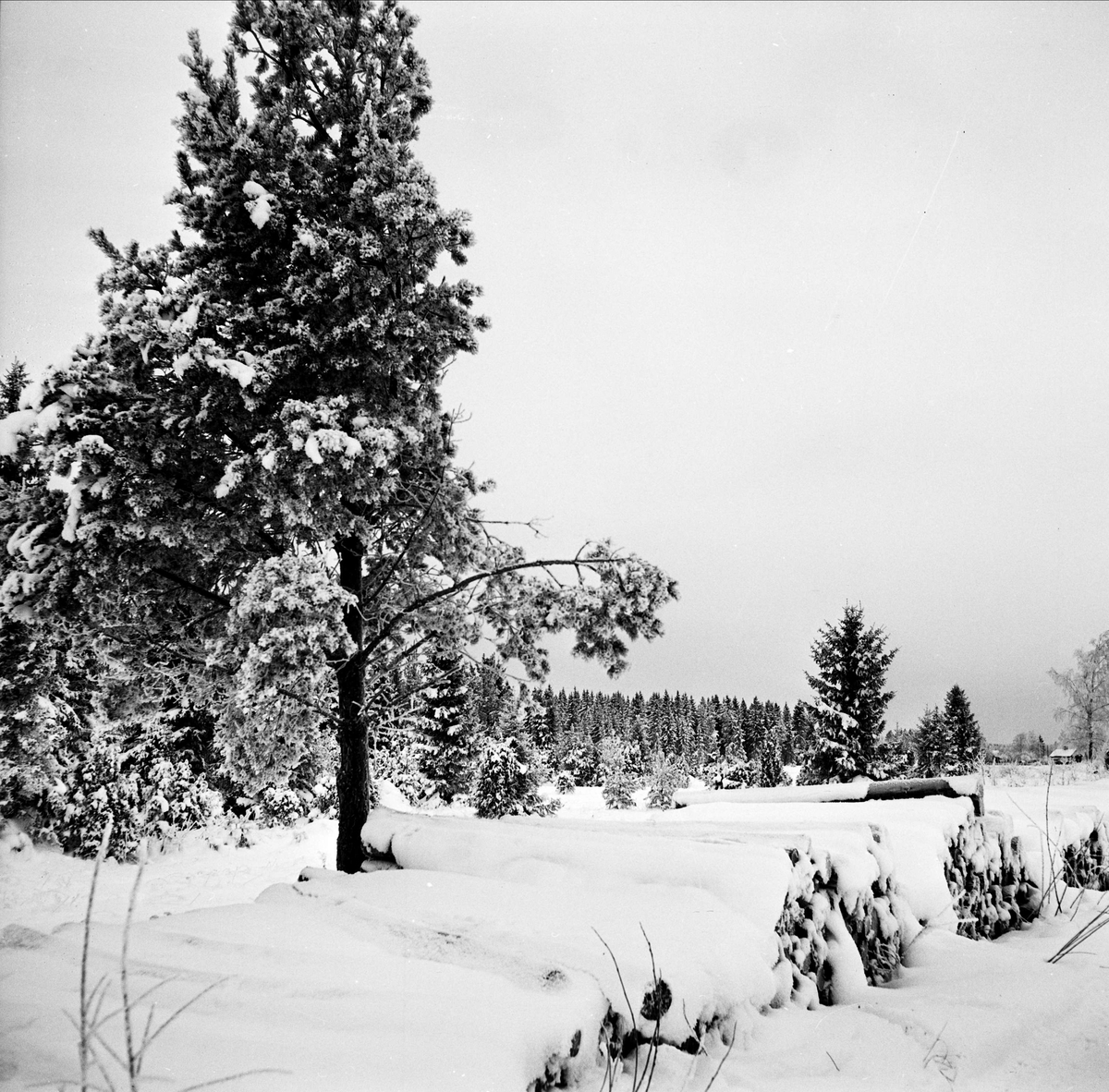 Snötäckt mark nära pensionat Hembygden, Gryttjom, Tierps socken, Uppland december 1967