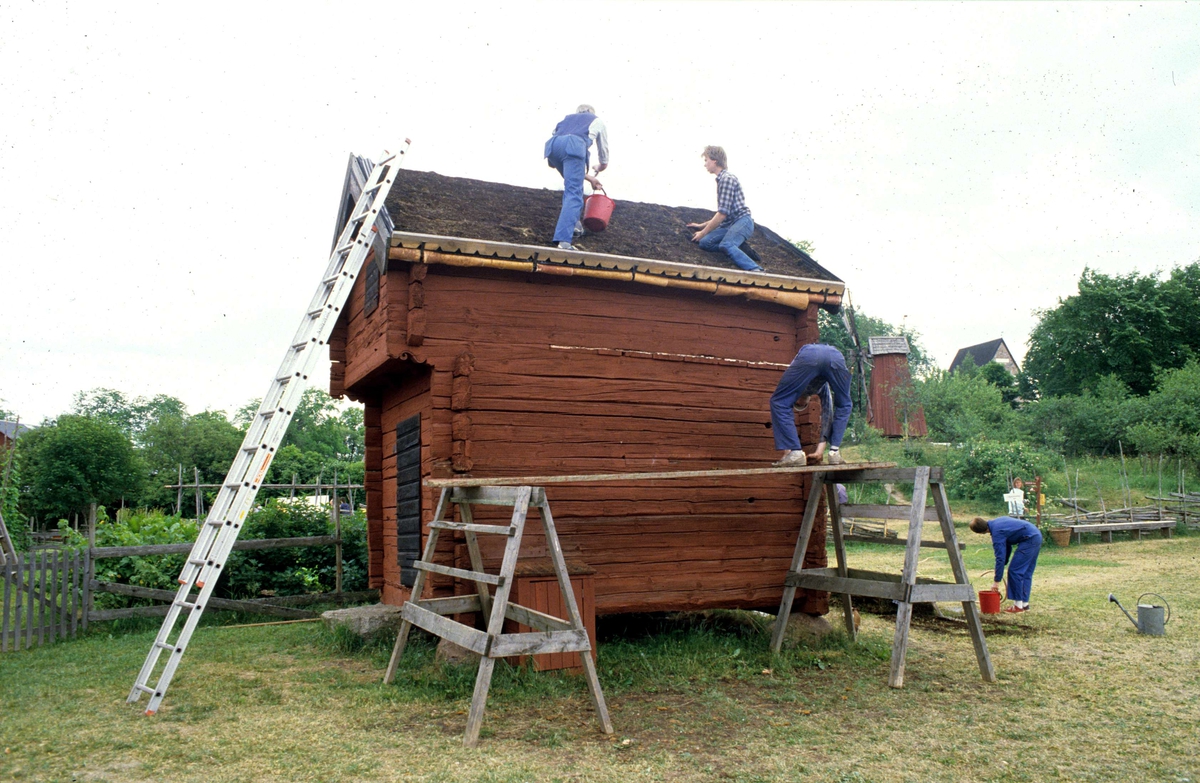 Vattning av torvtak på Ärentunaboden, friluftsmuseet Disagården, Gamla Uppsala 1985