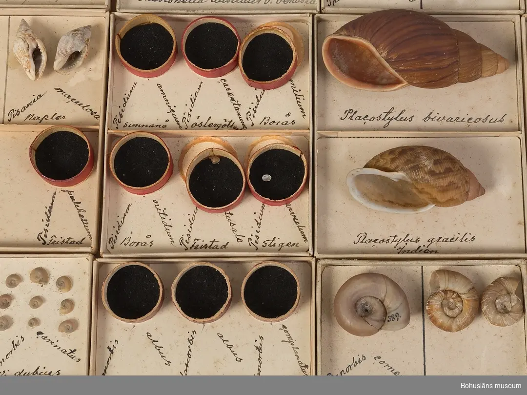 Samling med 1 937 nummer med snäckor och musslor från hela världen. 
Materialet ingår i snäck- och musselsamling  förvarad i specialbyggt mahognyskåp samt i backar och lårar med artbestämda snäckor ordnade i namngivna askar.

Se anteckningsbok där C.H.T. Lundgren förtecknat samlingen. En del av hans nummer syns också svagt på ett stort antal snäckor/musslor.
Anteckningsboken placerad under Uddevalla museum/U-a museiförening serie D2B:2.

Se också Bilagepärm UM031002 med research kring stationsinspektor C. H. T. Lundgren samt kopior ur Bohusläningen i november 1924 på hans dödsannons, dödsruna med mera.

Låda 1 har följande innehåll presenterat enligt ordningen:
Föremålsnummer i samlingen -  Vetenskapligt namn - Antal och Anmärkning

Adamsiella variabilis 3 Jamaica 
Adamsiella ignilabris 2 Jamaica 
Adamsiella grayana 1 Jamaika 
Adamsia typica 1 Australien 
Amphidromus polymorphus 1  
Amphidromus entobaptus 1  
Achatinella lorata 0 (2) Oahu. Två limmärken. Hawaii
Achatinella rosea 0 (1) Oahu. Limmärke.   Hawaii
Achatinella decora 0 (2) Oahu Hawaii
Achatinella splendida 0 (2) Oahu. Två limmärken.Hawaii
Amphidromus perversus v:leucoxanthus 1 Siam Thailand
Amphidromus perversus 1 Celebes 
Amphidromus perversus v:chloris 1 Celebes 
1232 Amphidromus interuptus 1  
Amphidromus interuptis v:Sultanus (unge)moluccae 1  
615 Amphiperas oviformis 1 Moluckerna
Amphiperas verrucosa 1 Philippinerna
1079 Amphiperas gibbosa 1 Wäst Indien
Acavus phoenix v:albida 0 (2) Två limmärken
Actaeon affinis 1 Australien
Actaeon tornatilis 1 Australien
Actaeon solidulus 1 Philippinerna
1561 Actaeon coccinatus 1 Philippinerna
1326 Acavus phoenix 1 Ceylon 
Acavus haemastoma v:conus 1 Ceylon 
1327 Acavus Waltoni 1 
Acavus haemastoma v:melanotragus 0 (1) Limmärken
Ampularia ampulacea 1 
Ampularia carinata 1 
Acmaea saccharina 2 Japan 
Acmaea testudinalis 5 
Acmaea parasitica 2 Coquimbo Chile
1627 Acmaea placcata 1 Nya Zeland 
1628 Acmaea persona 2  
Aemaea seabra 1 Kalifornien 
Achatinella vulpina 1 Oahu    Hawaii
Achatinella v:adusta 0 (1) Oahu. Limmärke   Hawaii
Achatinella v:castanea 0 (1) Oahu. Limmärke Hawaii
Achatinella apicata 0 (1) Oahu. Limmärke Hawaii
Achatinella crassa 1 Sandwith   Sandwichöarna ?, äldre namn på Hawaii
Achatinella byroni 0 (1) Oahu. Limmärke   Hawaii
Acmaea penicillata 2 Coquimbo   Chile
Acmaea araucana 2 Valparaiso  Chile
Amphibola avellana 0 (1) New. Zeland. Limmärke 
Amphibola quoyana 1 (2) New-South Wales. Limmärke Australien
1630 Acmaea scutum 1 Coquimbo  Chile
1631 Acmaea striata 1 Philippinerna 
Amfallita hova 1 Madagasar. Amfallita? 
Aperostoma dysoni 1 Mexico 
Amastra tristis 1 Oahu Hawaii
Amastra citrina 1 Hawaii 
Columbella ligula 0 (1) Limmärke 
Columbella bidentata 1 Australien 
Columbella blanda 1  
Columbella nitida 5  
Conus nomocanus 1 Röda Hafvet 
Conus nomocanus v:Laevigata 1 Laevigata? 
Conus mediterraneus 1 Lossnad. 
Conus acuminatus 0 (1) Röda hafvet. Limmärke 
Conus caldeus 1 Lossnad. Frågetecken med blyerts. Caldeus? 
Okänd 4 (5) Limmärke 
Conus striatus 0 (1) Ind. Oceanen. Fastsättningsanordning kvar. 
Conus figulinus 1 Philippinerna 
Conus eburneus 2 Ceylon
Conus carlifornicus 2 Californien. Lossnade.
Conus roseus 1 Java
Conus nussatella 1 Mauritius
Conus terebellum 1 Philippinerna