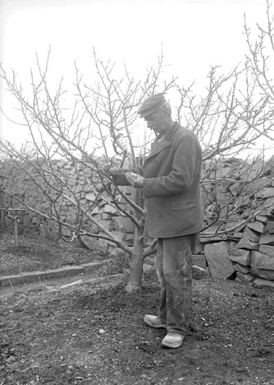 Maj 1924. J A Johansson i sin täppa beskärande fruktträd.