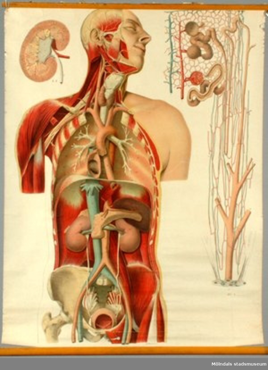 Anatomisk plansch av nervsystemet.