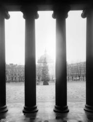 Julegranen på Universitetsplassen.