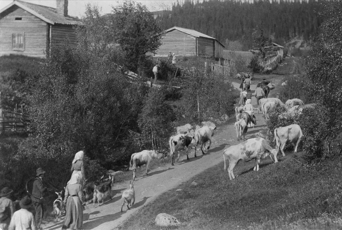 På väg till fäbodarna i Myssjö socken, Jämtland. Människor och kreatur , kor och getter, på väg.