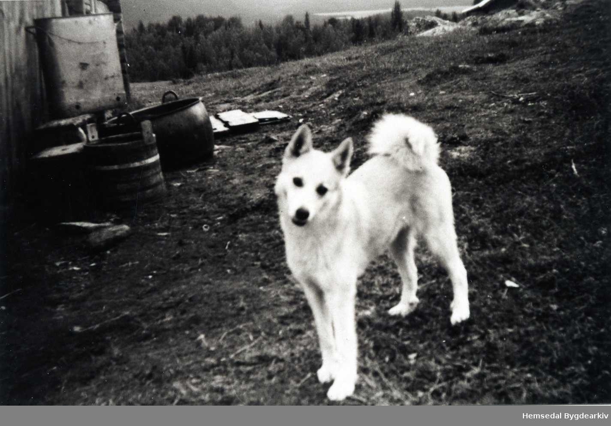 Hunden til Kari Eikre på Pålhusvollen i Hemsedal.
