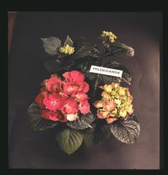 Studiobilde av Hortensiaplante, type "Hildegarde".