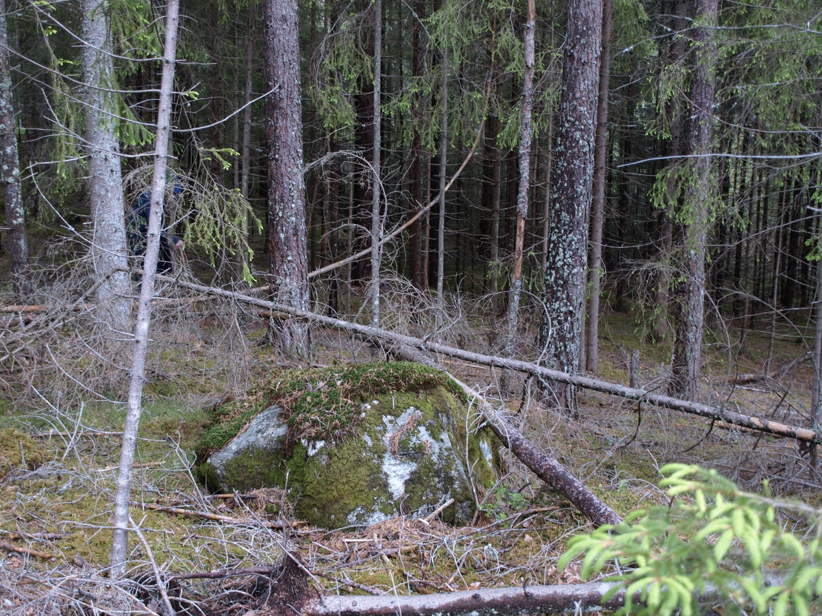 Fra sørsiden synes steinen ved Vilhelmsnaret der Vilhelm ble funnet i 1928. Foto: Bodil Andersson, Østfoldmuseene/Halden historiske Samlinger.