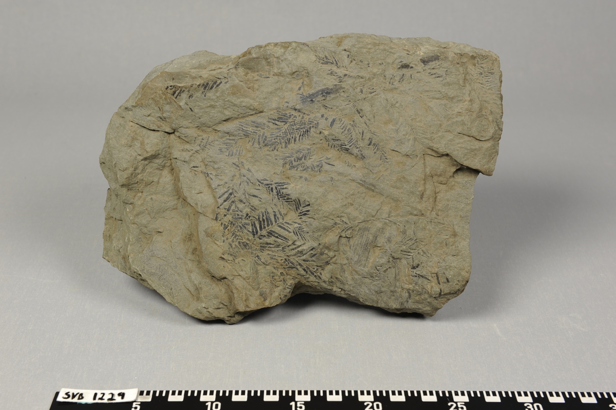 Stein med fossile greiner med nåler av bartre på ene siden.