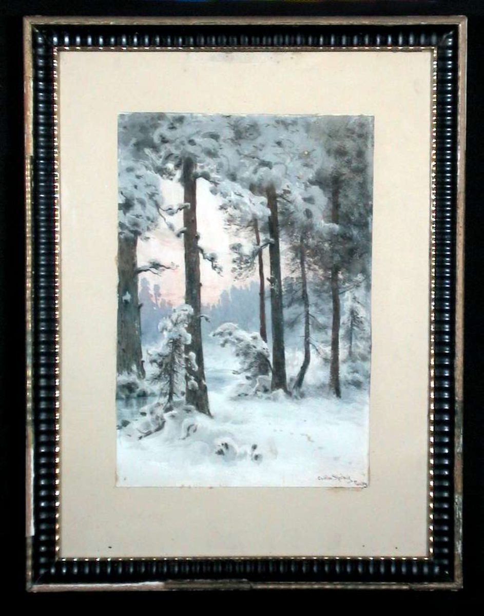 Vinterlandskap med høye furutrær i aftenlys.