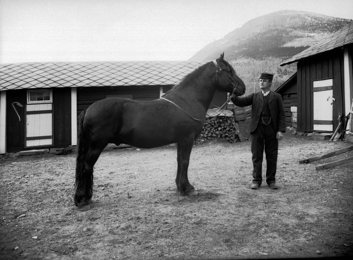 Hesten "Sælid".  A . Røssum 26.04.1907