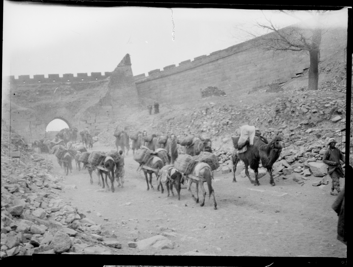 Esler og kameler vandrende i hver sin retning foran en mur.