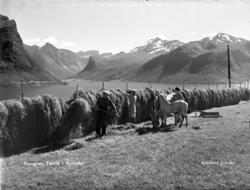 Hesjing på Hagen i Torvik..Hejen som er på bildet var kjent 