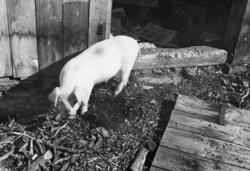 "Store Grinddalen".."Bare grisen var igjen i bombekraterne"