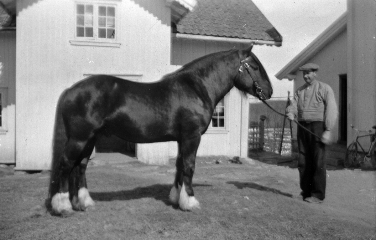 Hesten "Frøy" født 1937 på Tveiter, Stavsjø, Hedmark. Mann holder tømmene.