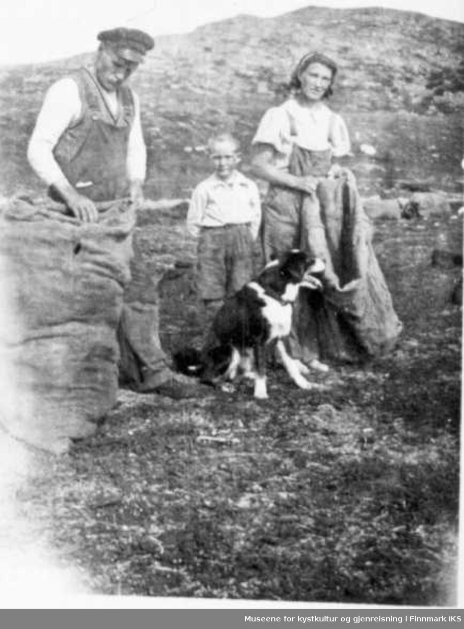 Torving i Kongsfjorddalen på eiendommen Myrvolden. 4 husstander fra Veines stakk torv der. Torven ble tørket og fraktet i sekker. Fra venstre: Olaf, Oddmund, og Olaug Olsen, ca 1945