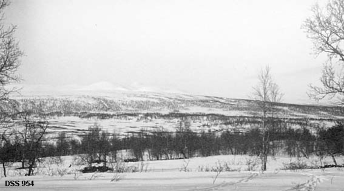 Fjellandskap fra Harvassdalen i Hattfjelldal.  Fotografiet er tatt fra ei snødekt li med bjørkeskogbelte mot et myrlandskap i en flat dalbotn.  På motsatt side av dalen er det et skogbelte opp mot snaufjellet, og i bakgrunnen skimtes Rainesklumpen (Raainese).