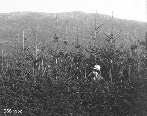 Tett, ungt, plantet bestand av norsk gran på Ekhaug planteskole i Os ved Bergen. Planteskolestyrer Hans Skinstad (1878-1956) sto i bestandet da dette fotografiet ble tatt.  Bare skuldrene, hodet og den lyse hatten hans er synlig.  I bakgrunnen en fjellrygg.