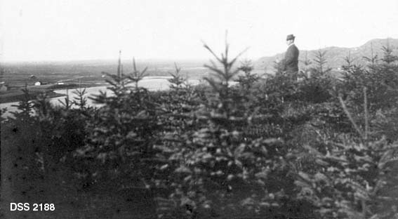Kvitgranbeplantning (Picea glauca) i Vanse prestegards utmark på Lista.  De ti år gamle grantrærne er plantet på en slak bakkekam.  En mann står i bestandet og skuer over trærne mot fjorden nedenfor. 