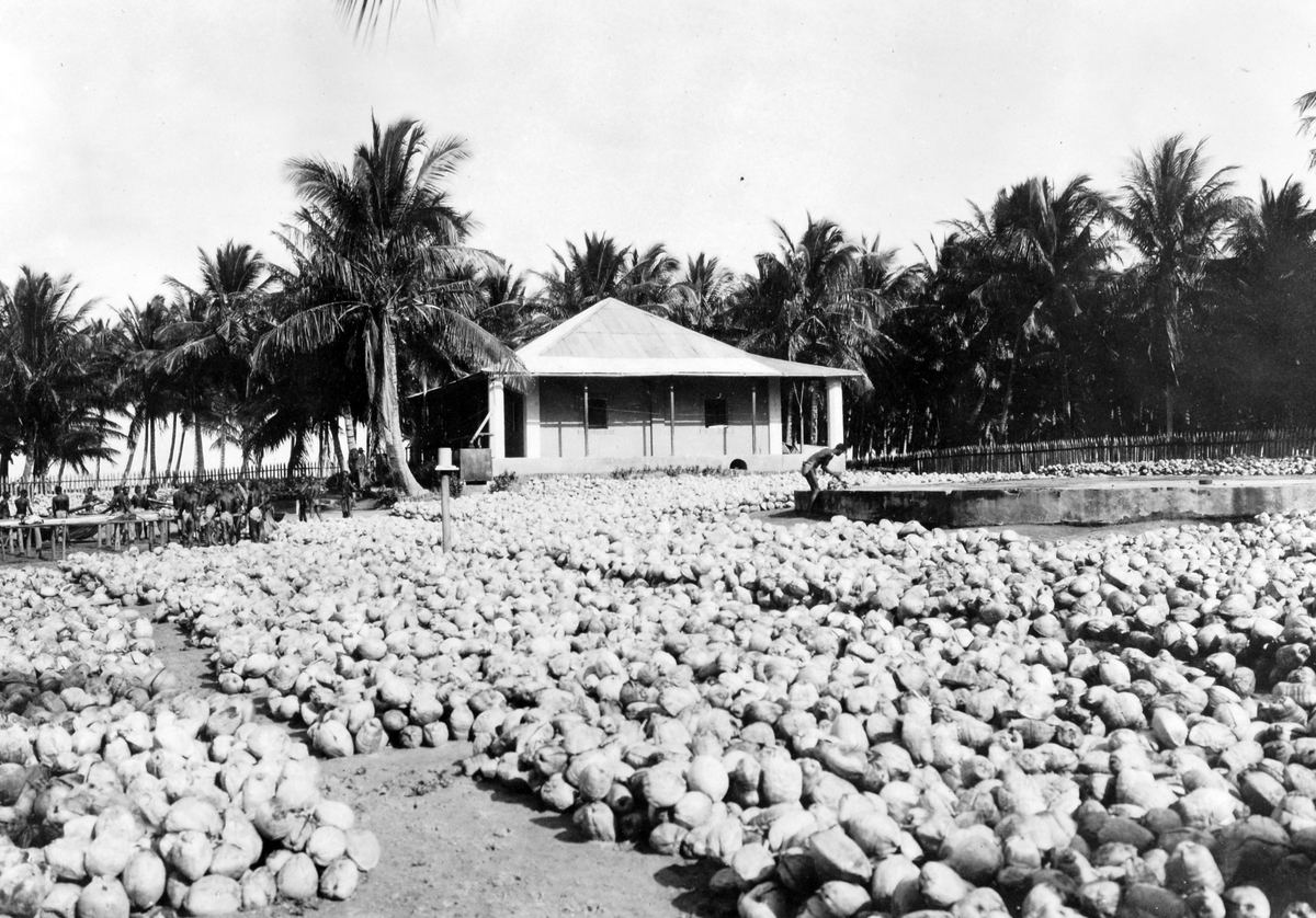 Mosambik. 1914. På en kokosplantasje, en av flere stasjoner eid av plantasjeselskapet Soc. du Madal i nærheten av Quelimane.