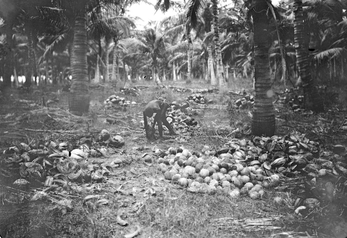 Mosambik 1914. Arbeider i ferd med å rense kokosnøtter på en av prazoene til selskapet Soc. du Madal.