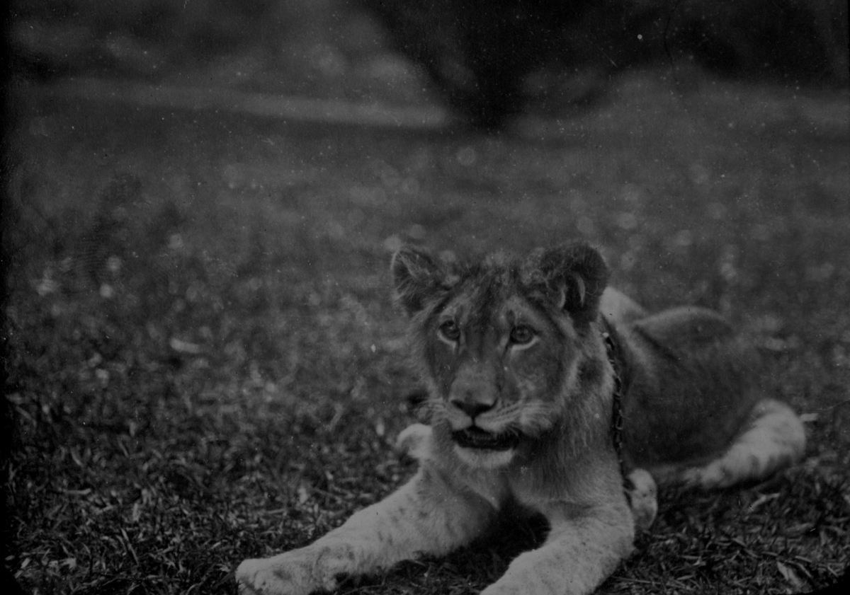 Løveunge trolig på plena foran boligen til Christian Thams, Murijo, i Nairobi, Kenya.