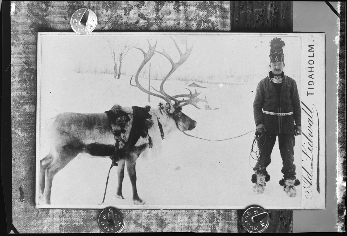 Samisk mann med kjørerein i vinterlandskap. Reproduksjon av postkort.