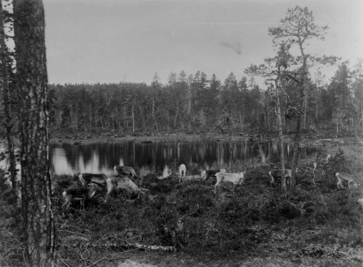 Gressende reinsdyr ved et tjern på Mutkavarre, Pasvikdalen, Sør-Varanger, Finnmark i 1890-årene.