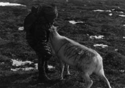 Hårmerking på rein. En same og et reinsdyr. Finnmark 1957.