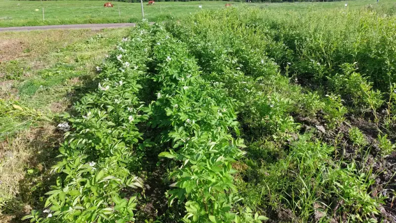 Grøntområdet med plante plantet på rekke