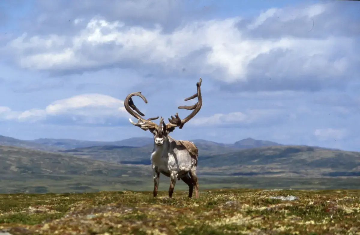 reinsdyr
