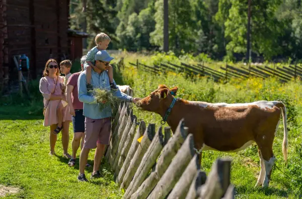 Familie med to barn som mater ei ku med gress 